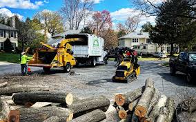 Best Arborist Consultation Services  in Ionia, MI