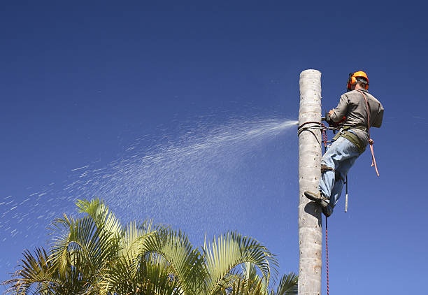 How Our Tree Care Process Works  in  Ionia, MI