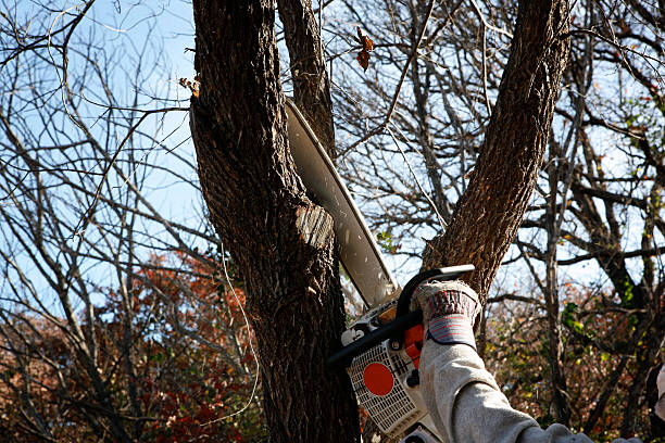 Best Hedge Trimming  in Ionia, MI