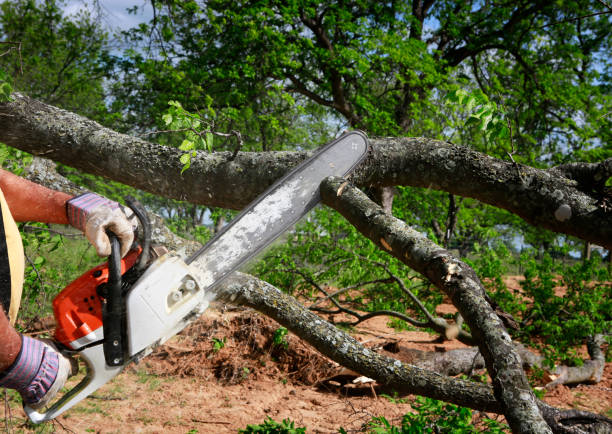 Best Tree Preservation Services  in Ionia, MI